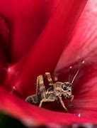 Image result for Cricket Insect Habitat