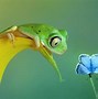 Image result for Funny Frog Screensavers