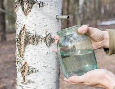 Image result for Tree Draped with SAP