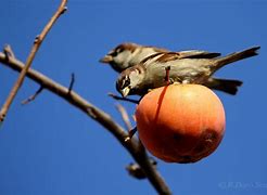 Image result for Fruitarian Animals