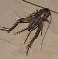 Image result for Field Cricket Insect