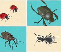 Image result for World's Largest Beetle