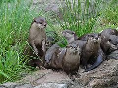 Image result for Otter Family