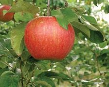 Image result for Zestar Apple Tree