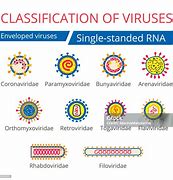 Image result for Viral Classification Chart