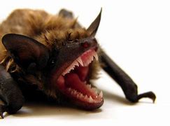 Image result for Angry Bat Hissing