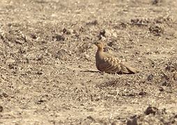 Image result for Gangas Pteroclididae