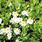 Image result for Aster ageratoides Starshine ®