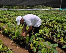 Image result for agropecyario