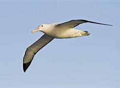 Image result for albatroz