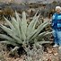 Image result for South West Cactus Images