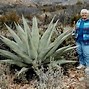 Image result for Desert Sceney with Cactus