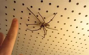 Image result for Biggest Spider in Japan