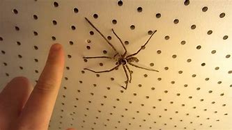 Image result for Biggest Spider in Japan