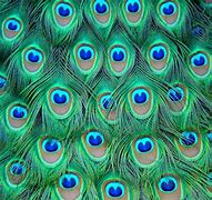 Image result for Peacock Feather Painting