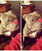 Image result for Silly Pit Bulls