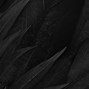 Image result for Black and Grey Feather Wallpaper