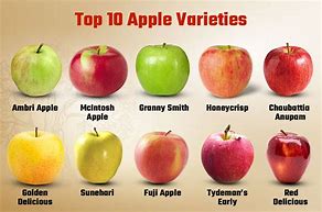 Image result for Indian Apple Varieties