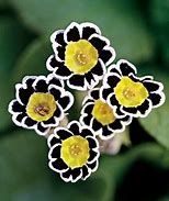 Image result for Primula Stradbrook Charm