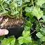 Image result for Hedera helix hibernica.