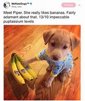 Image result for A Funny Dog