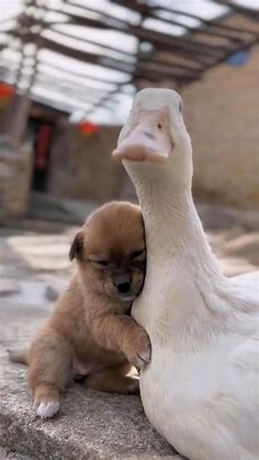 This Puppy Don't Wanna Leave His Duck Friend | Cute dogs, Cute animals, Really cute puppies