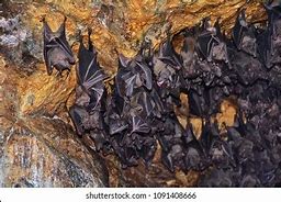 Image result for Bats Upside Down in Bat Cave