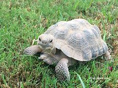 Image result for Sonoran Desert Tortoise