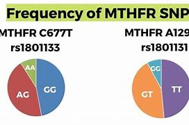 Image result for Homozygous MTHFR Mutation C677T