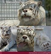 Image result for Down Syndrome Tiger Meme