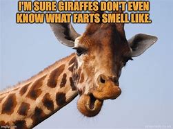 Image result for Giraffe Fart Meme