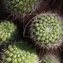 Image result for Golden Ratio Example Plants