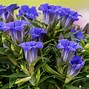 Image result for Gentiana triflora Royal Blue