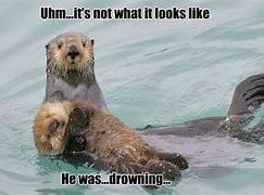 Image result for creepy otters memes