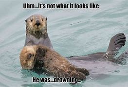 Image result for Baby River Otter Memes