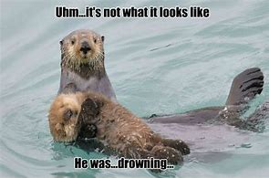 Image result for Otter Programming Memes