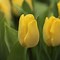 Image result for Tulipa Sunny Prince