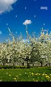 Image result for French Apple Trees