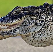 Image result for What Mother Made Alligator Hair Clips