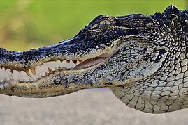 Image result for Alligator Adaptations