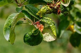 Image result for Apple Tree Cell