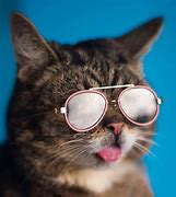 Image result for Funny Animal with Sunglasses