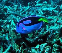 Image result for Blue Yellow Coral iPhone XR