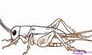 Image result for Drawing of Realistic Cricket Insect