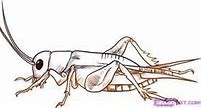 Image result for Cricket Drawing Wings