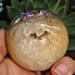 Image result for Geode Sphere