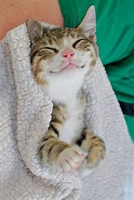 Image result for Funny Cat Smile