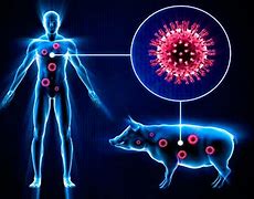"gripe porcina" に対する画像結果