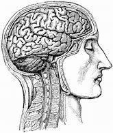 Image result for Human Head Brain Drawing