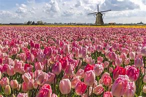 Image result for Flower Tulip Holland